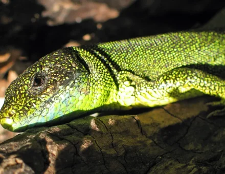 Akvarij-terarij Maribor