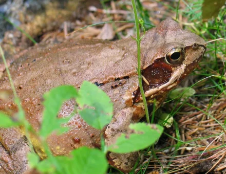 Akvarij-terarij Maribor